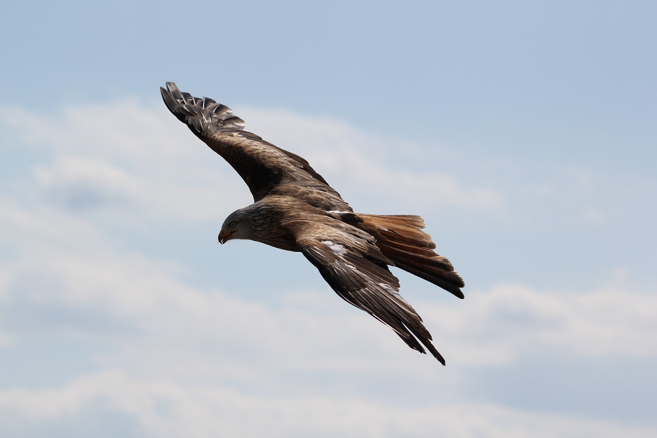 Image - birds eagle