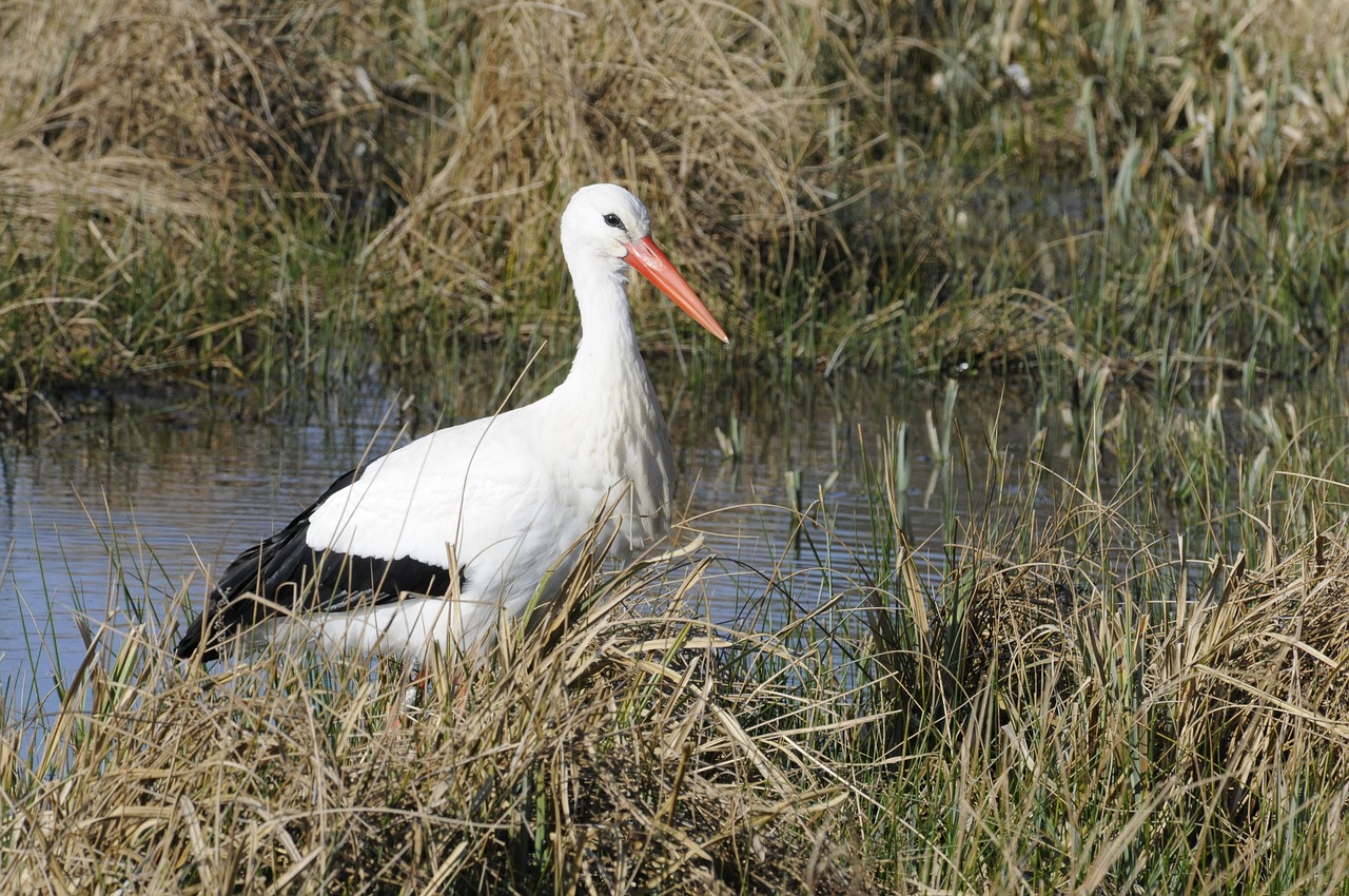 Image - stork bird normandy