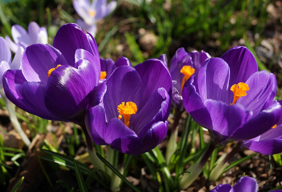 Image - flora spring flowers plant crocus