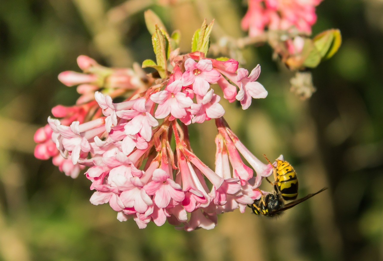 Image - wasp flower garden close insect