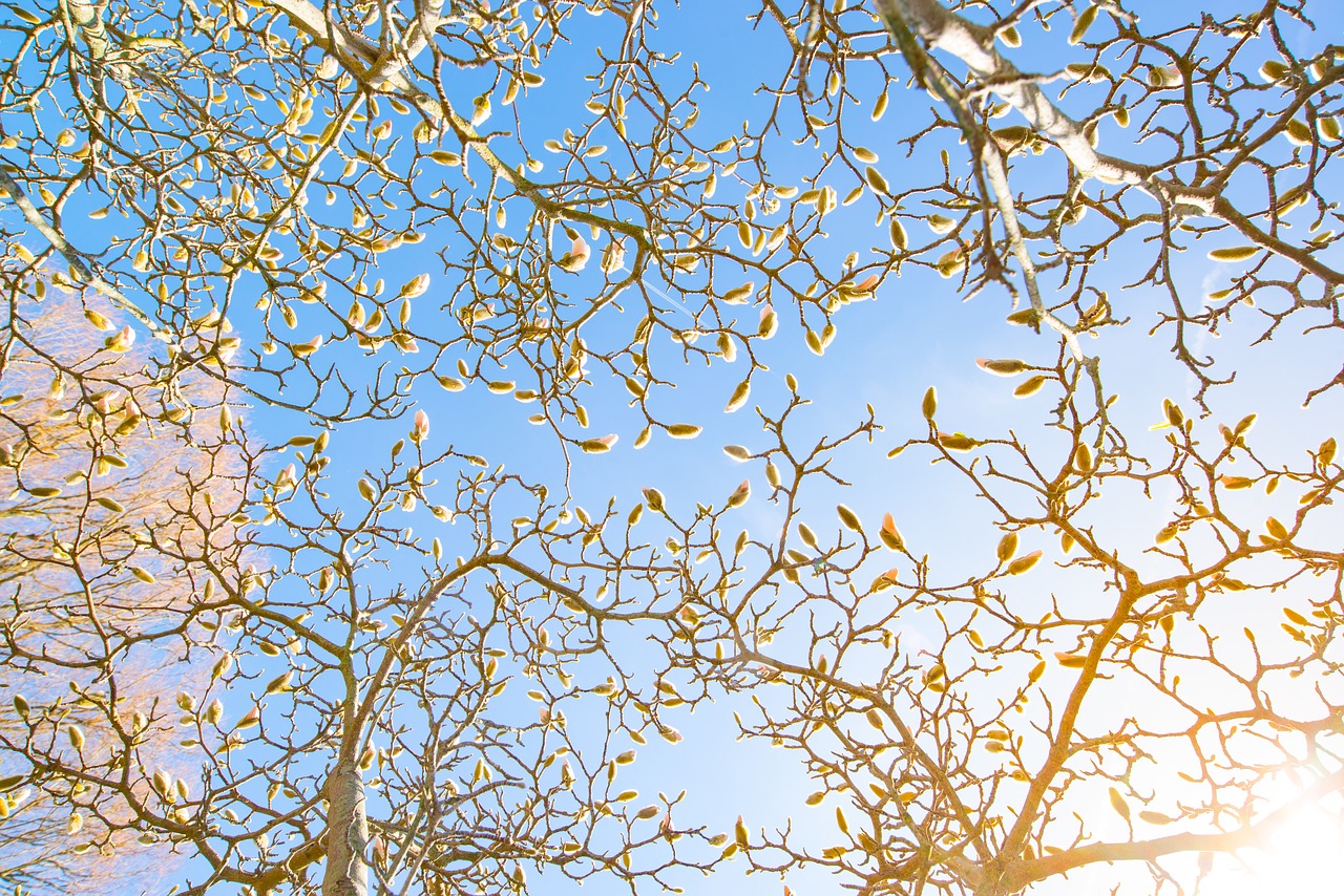 Image - easter branch blue sky spring