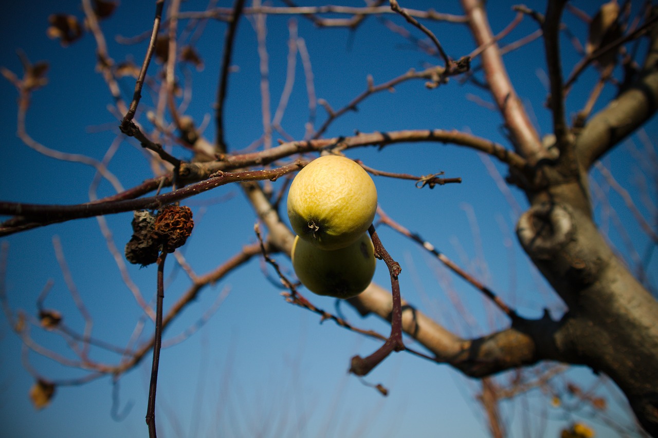 Image - fruit autumn in the autumn food