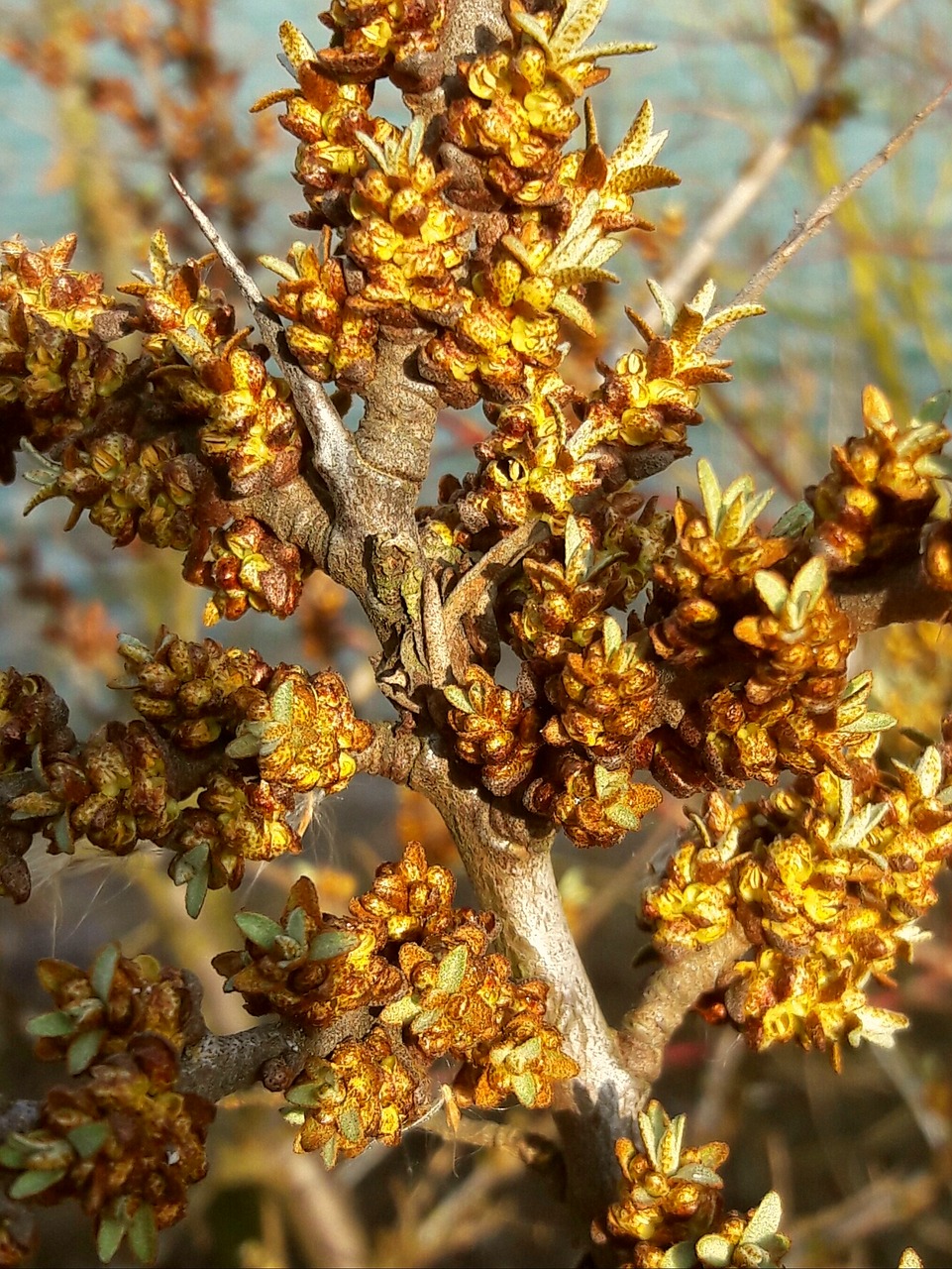 Image - sea buckthorn buckthorn flower