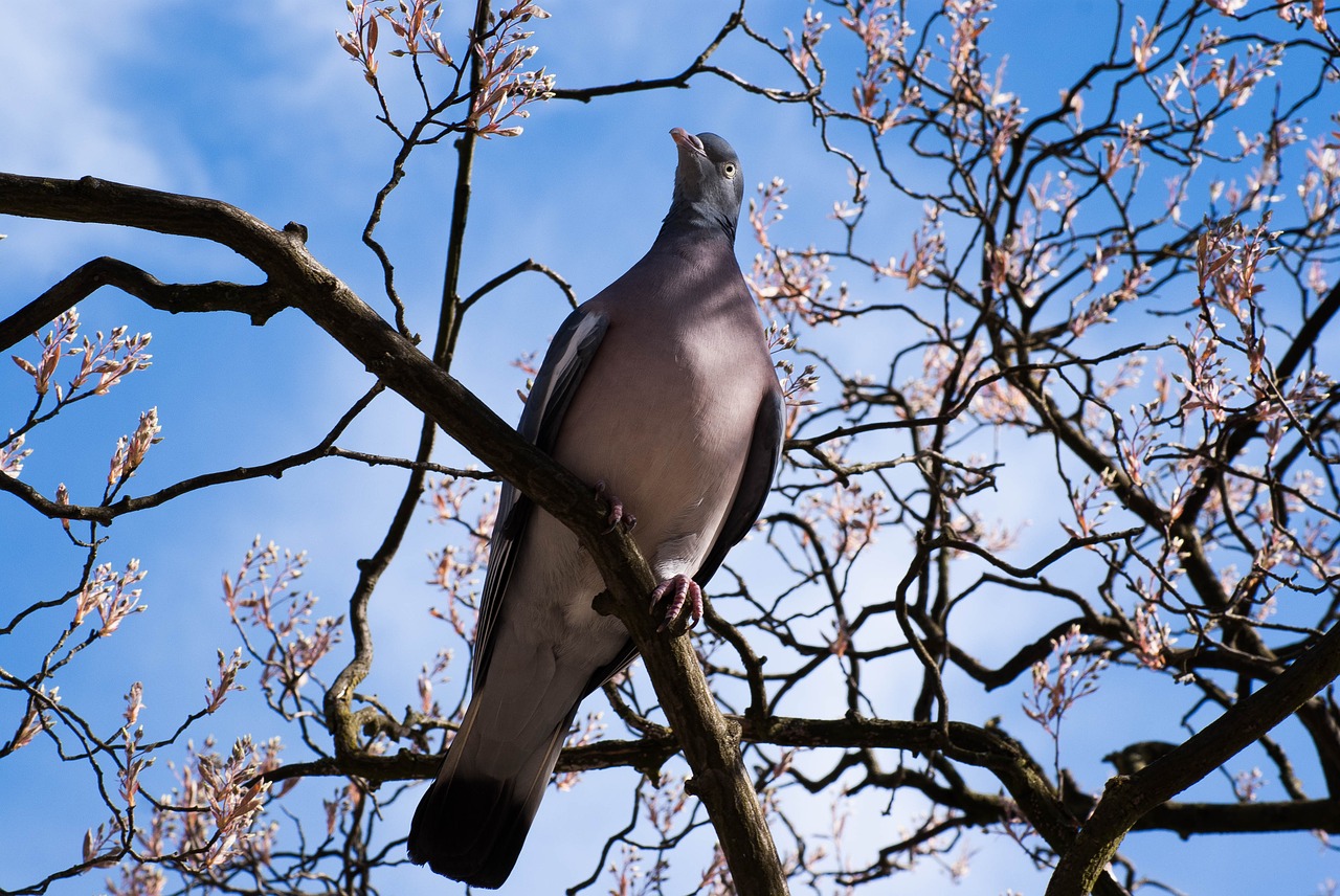 Image - dove spring bird feather