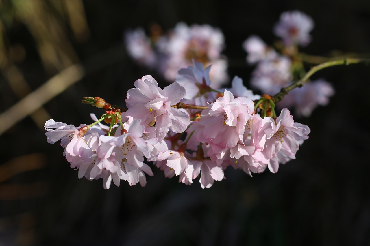 Image - prunus branch flowers pink flowers