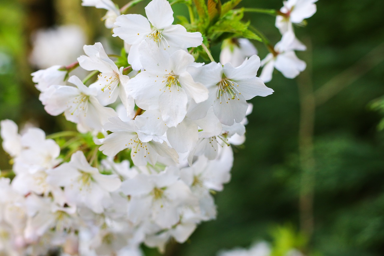 Image - prunus branch flowers white flowers