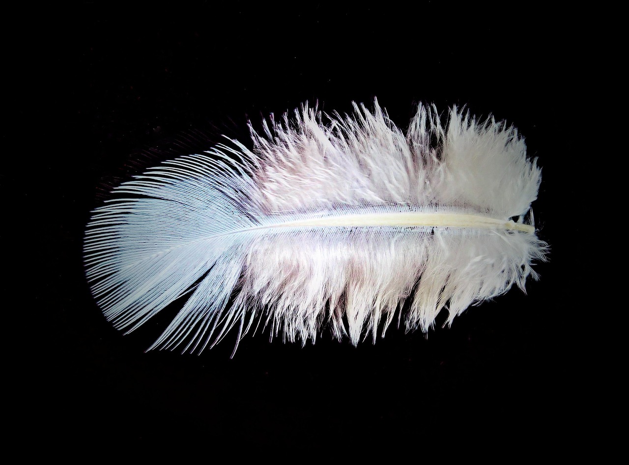 Image - feather down bird feather white