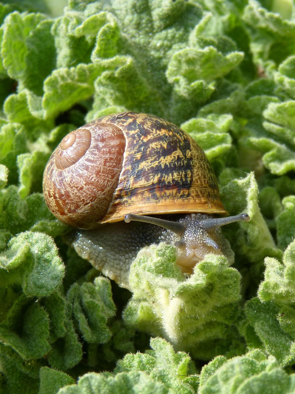 Image - snail gastropod leaves molluscum