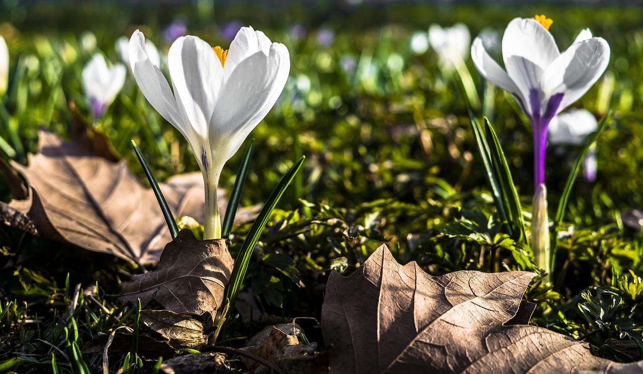 Image - crocus spring flower nature garden