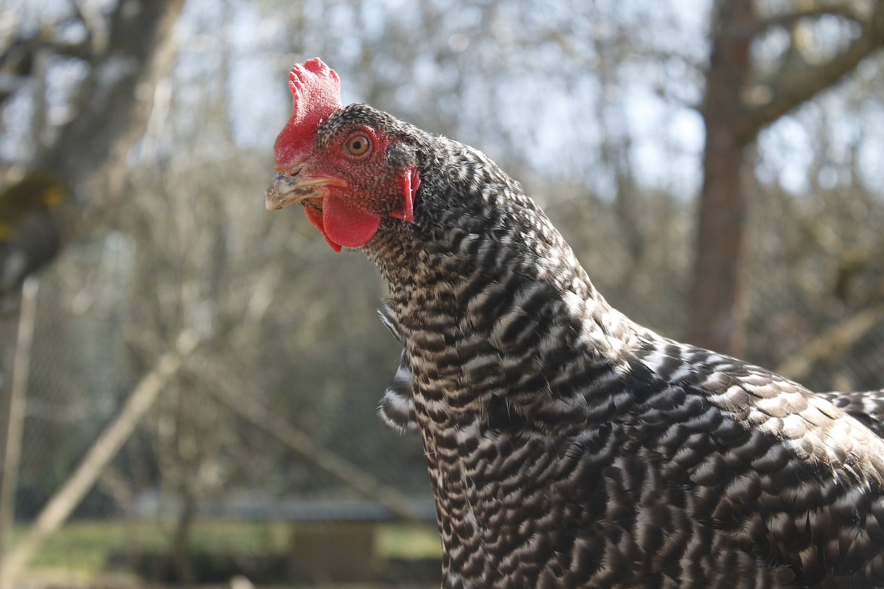 Image - chicken hen poultry animal chicks