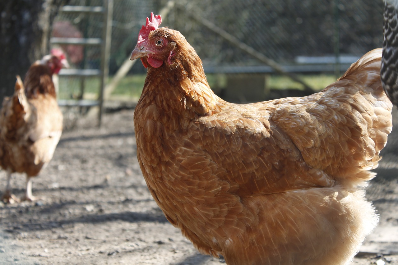 Image - chicken hen poultry animal chicks