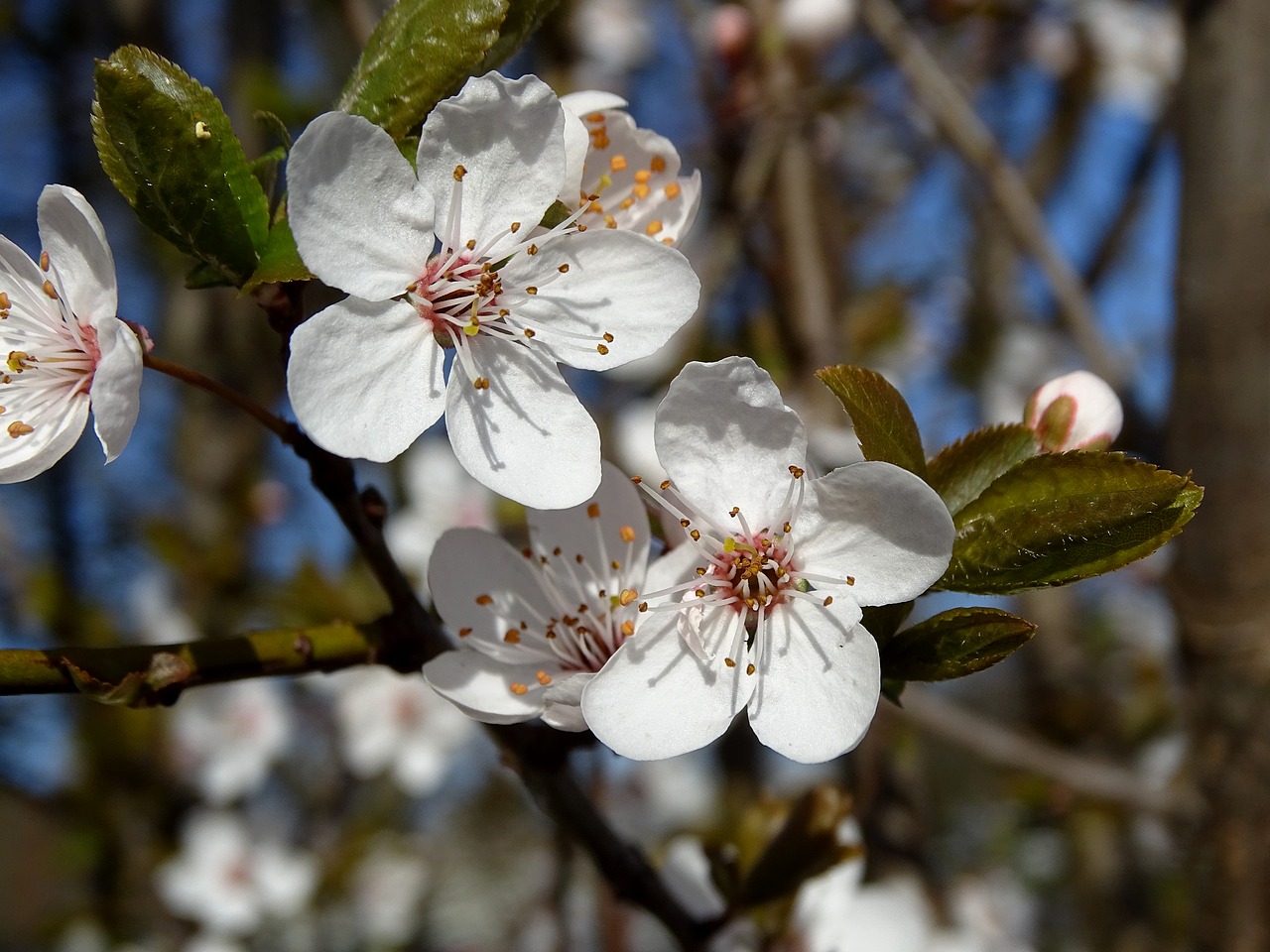 Image - cherry blossoms flowers spring