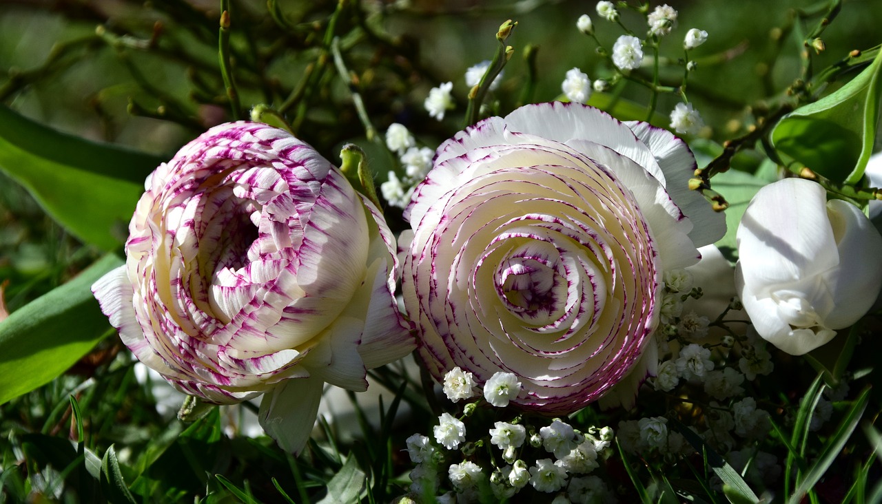 Image - flowers bouquet ranunculus white