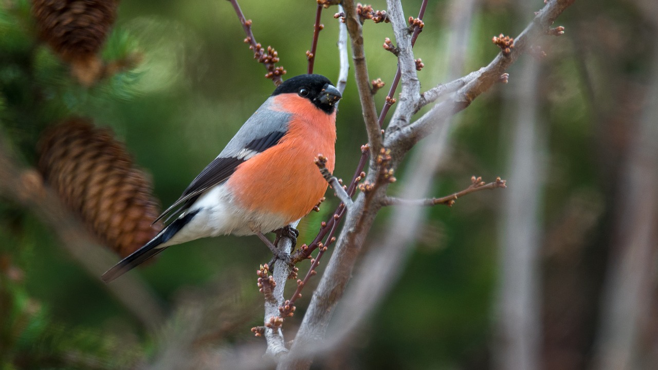 Image - bullfinch bird singer birds