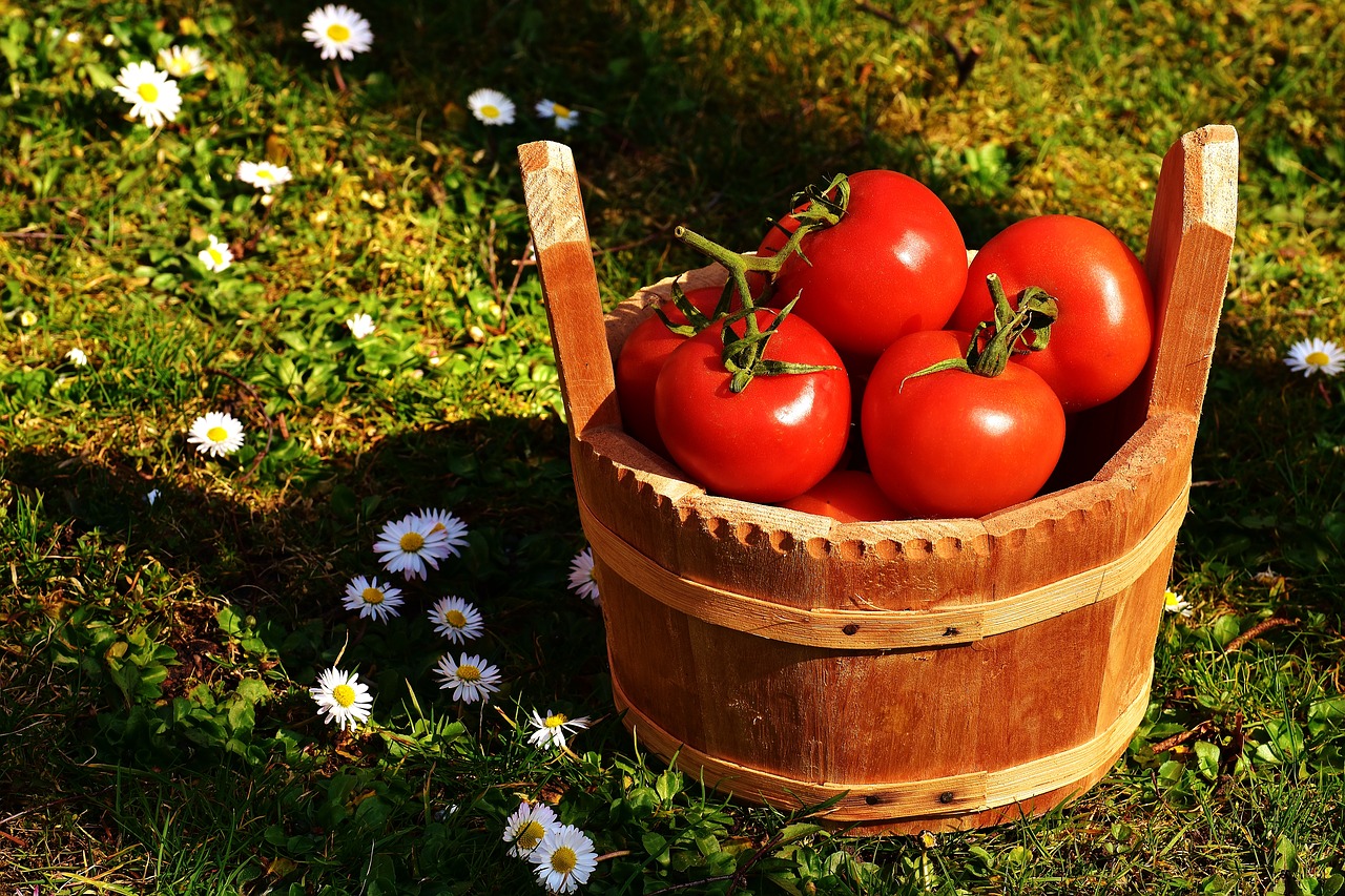 Image - tomatoes vegetables bucket wood