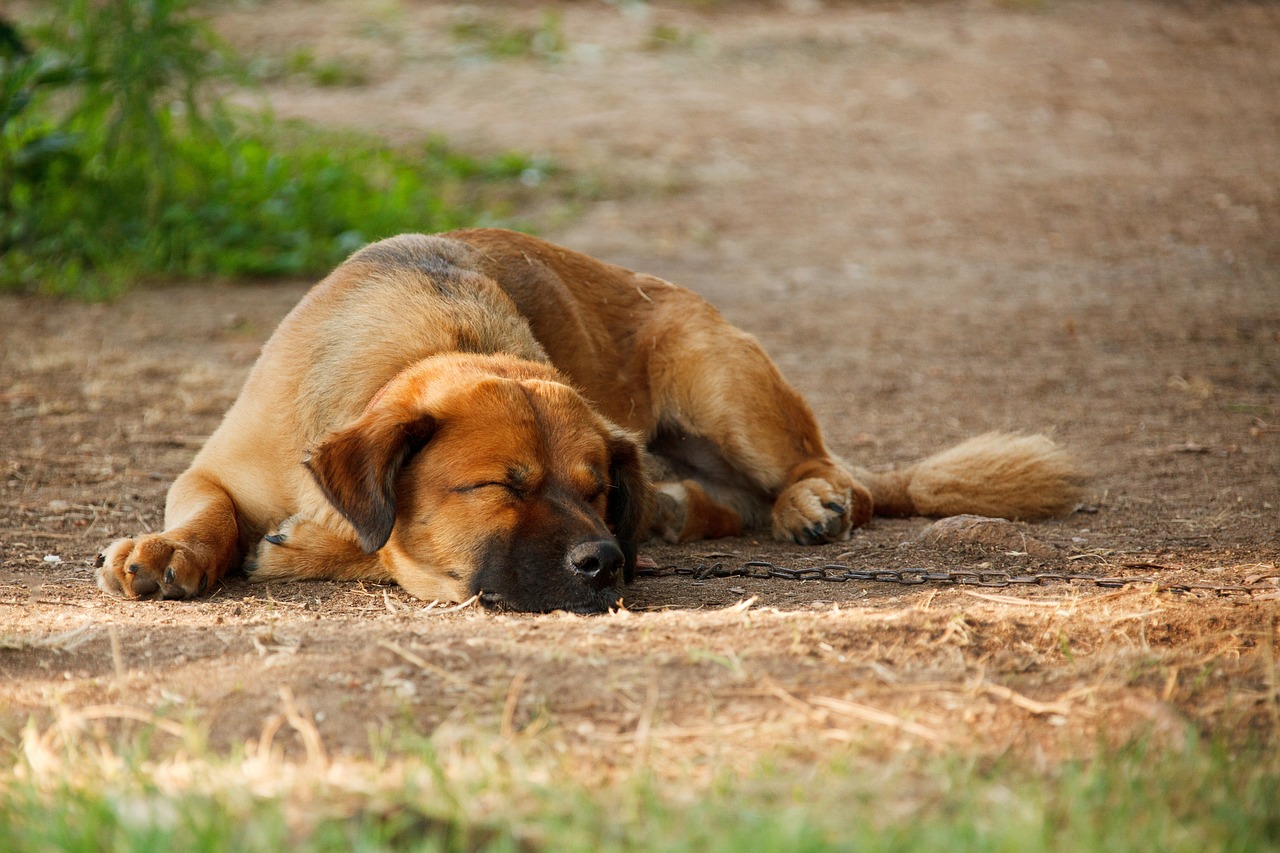 Image - adorable animal brown canine cute