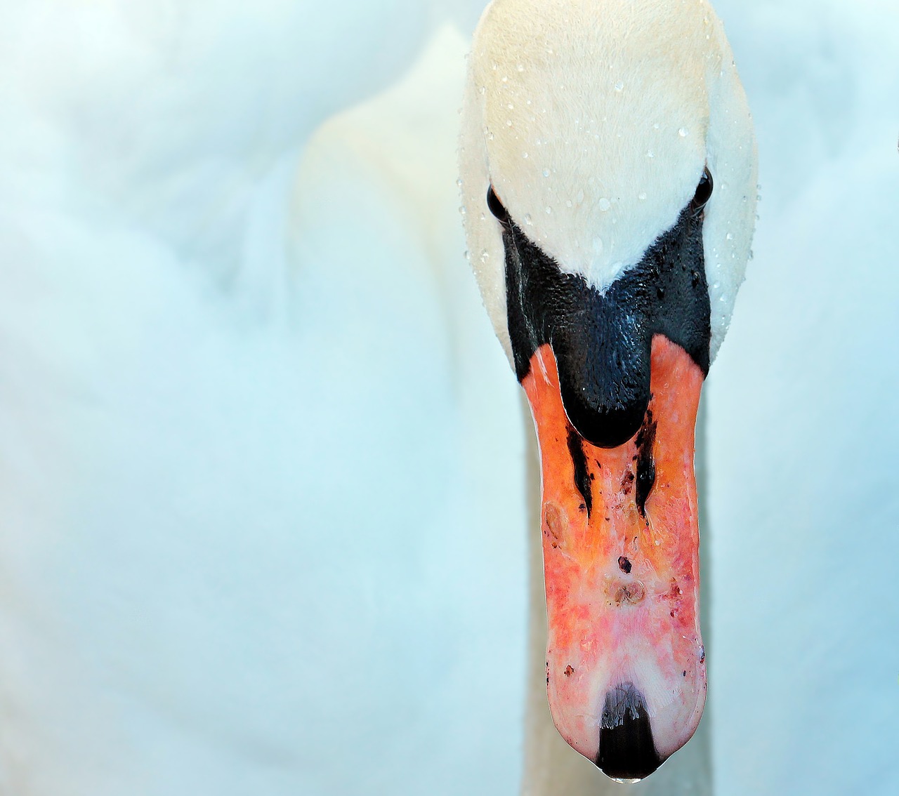 Image - swan bird duck bird animal white