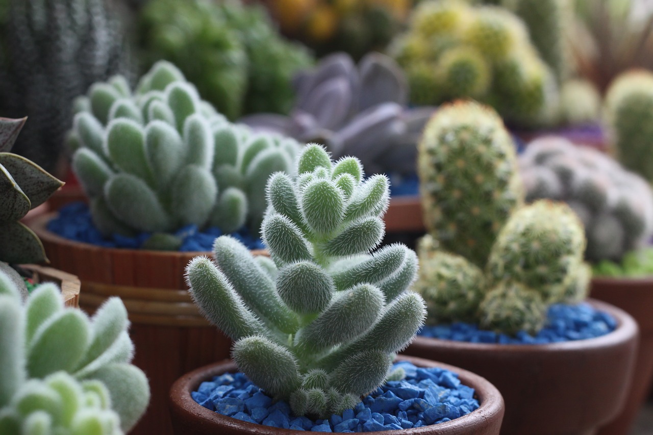 Image - cactus flower garden plant