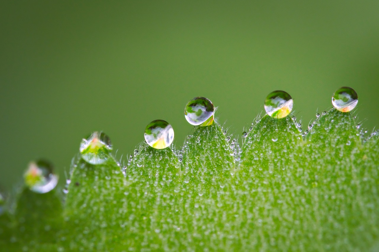 Image - macro drip drop of water leaf