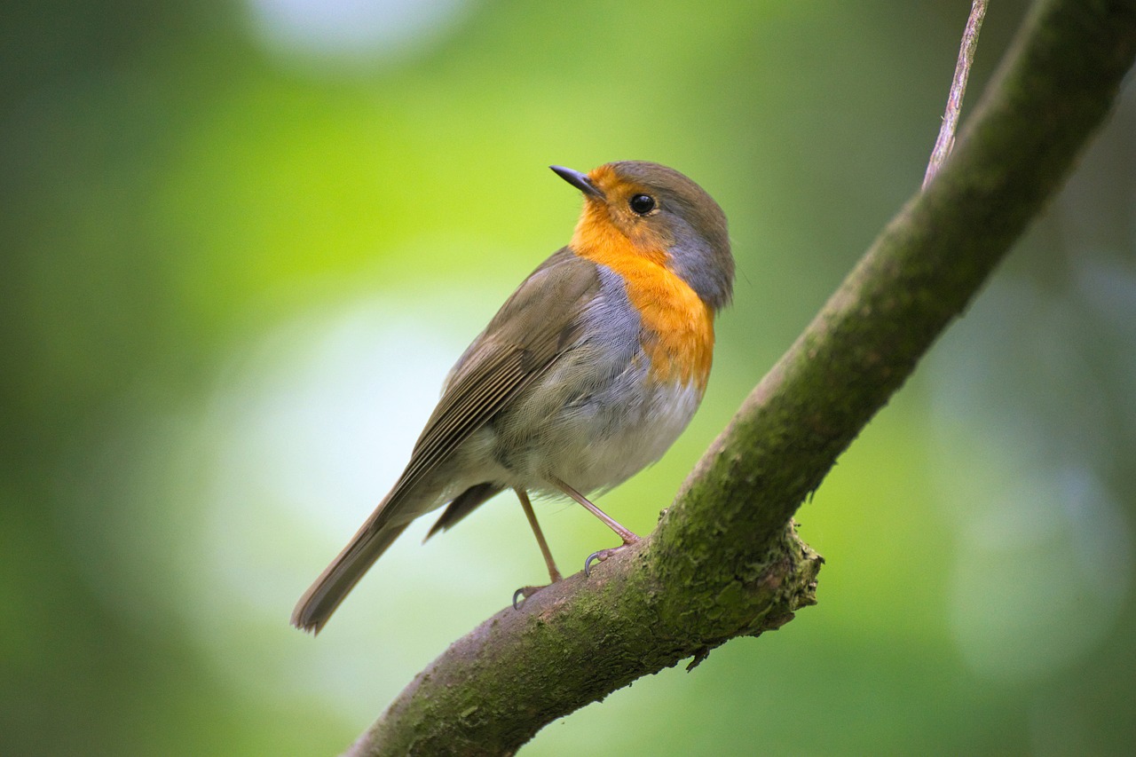 Image - robin bokeh bird feather plumage