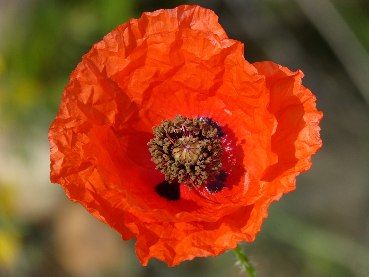 Image - poppy ababol detail texture petal