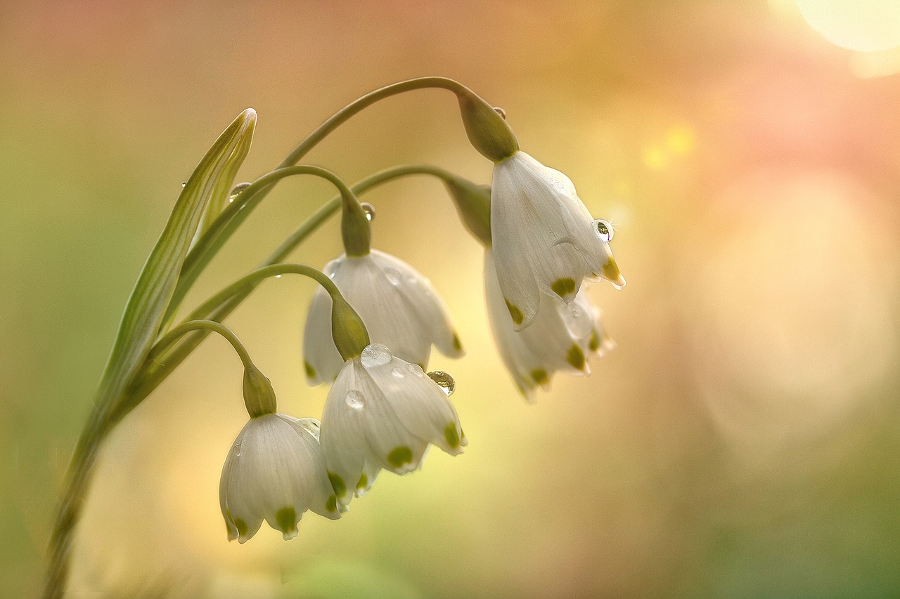Image - fruehlingsknotenblume spring flower