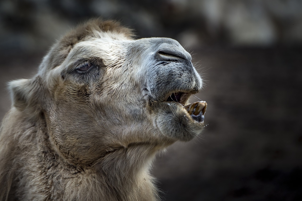 Image - camel animal tooth zahnreinigung