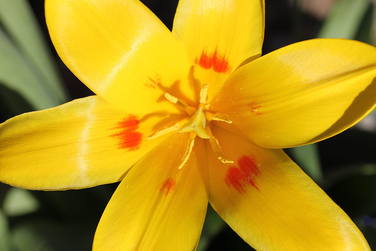 Image - tulip yellow sunny plant spring