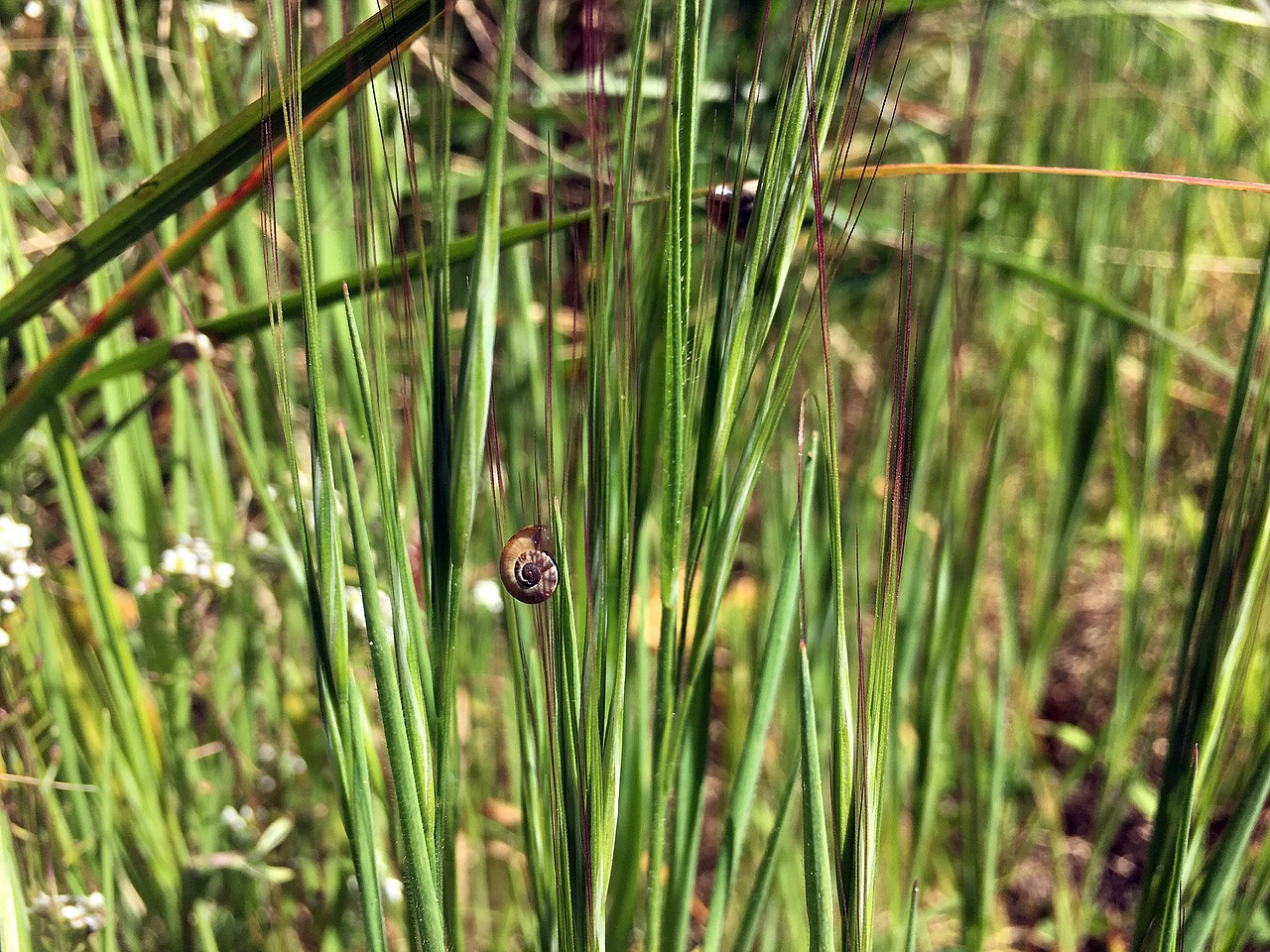 Image - grass green snail nature