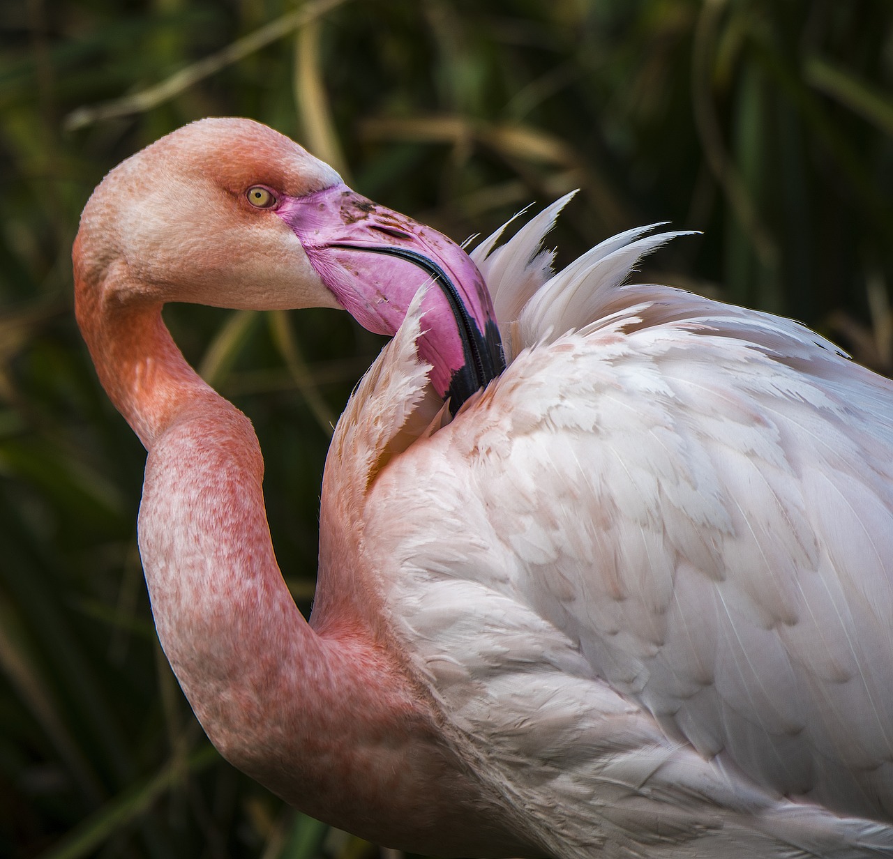 Image - flamingo exotic bird bill plumage