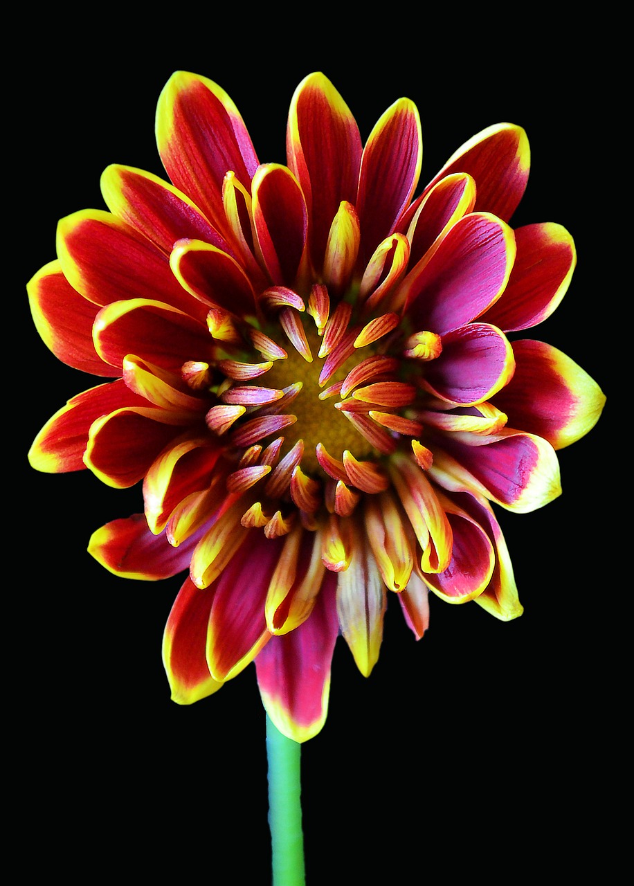 Image - chrysanthemum red yellow maroon