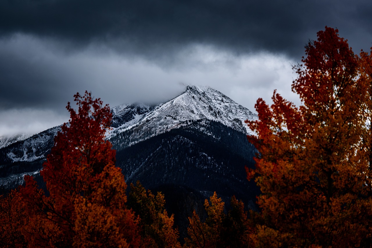 Image - conifer dawn daylight evergreen
