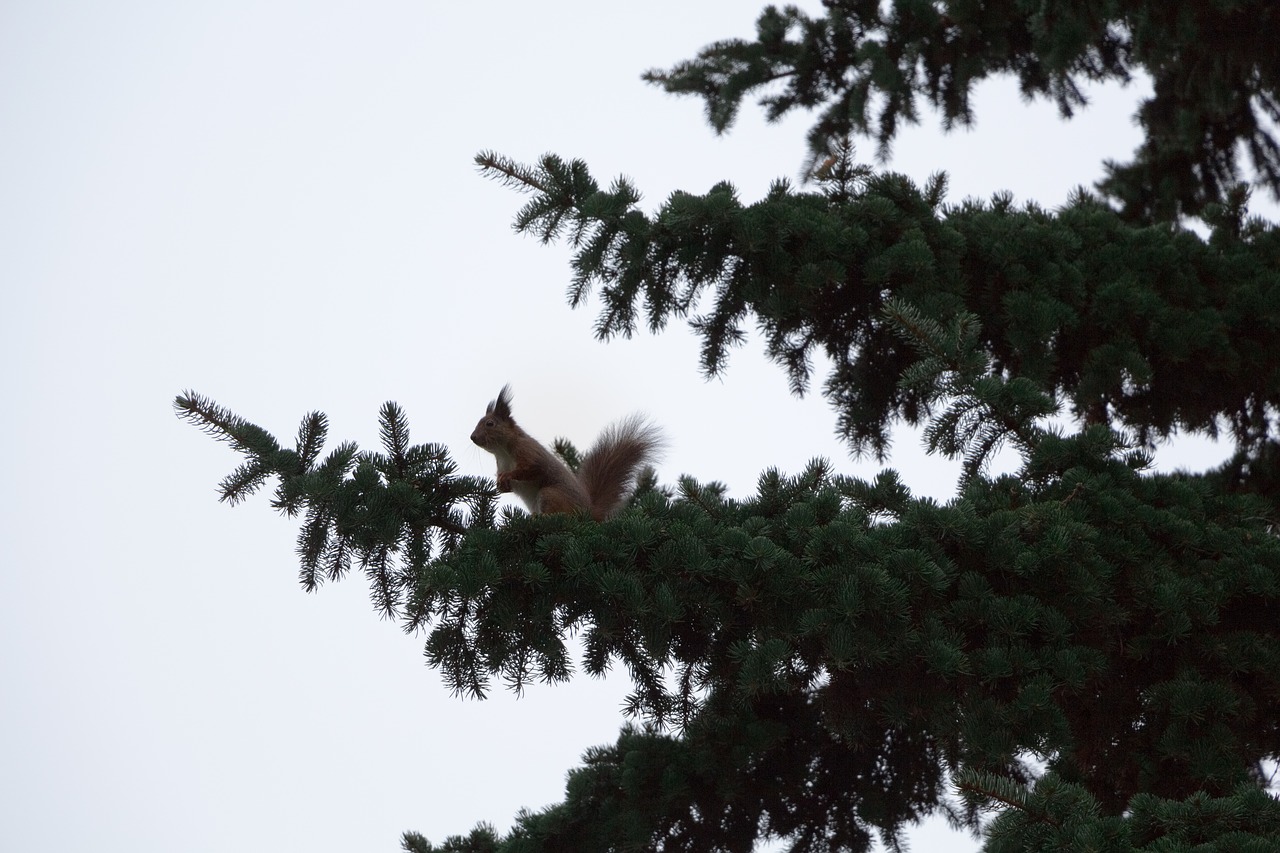 Image - branch pine spruce squirrel