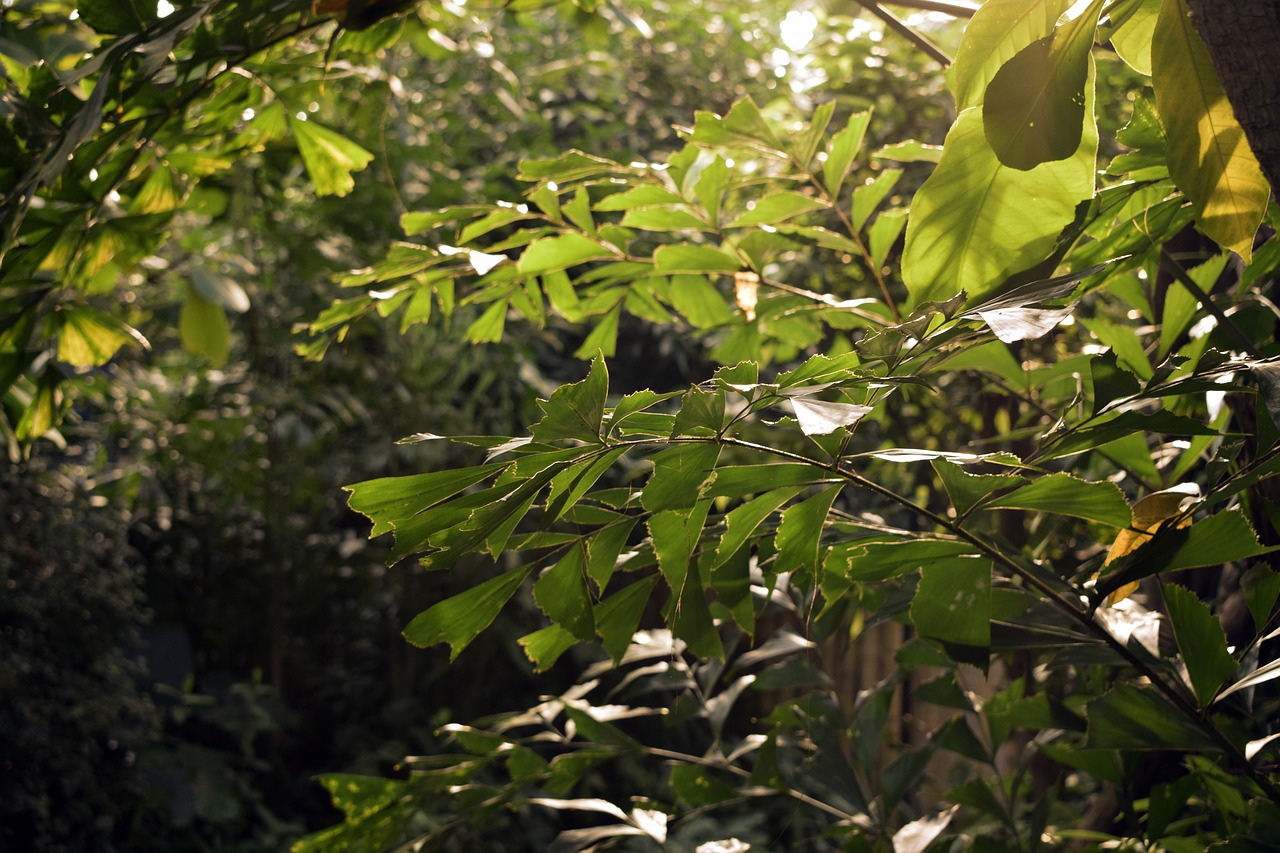 Image - jungle leaves sun tropical