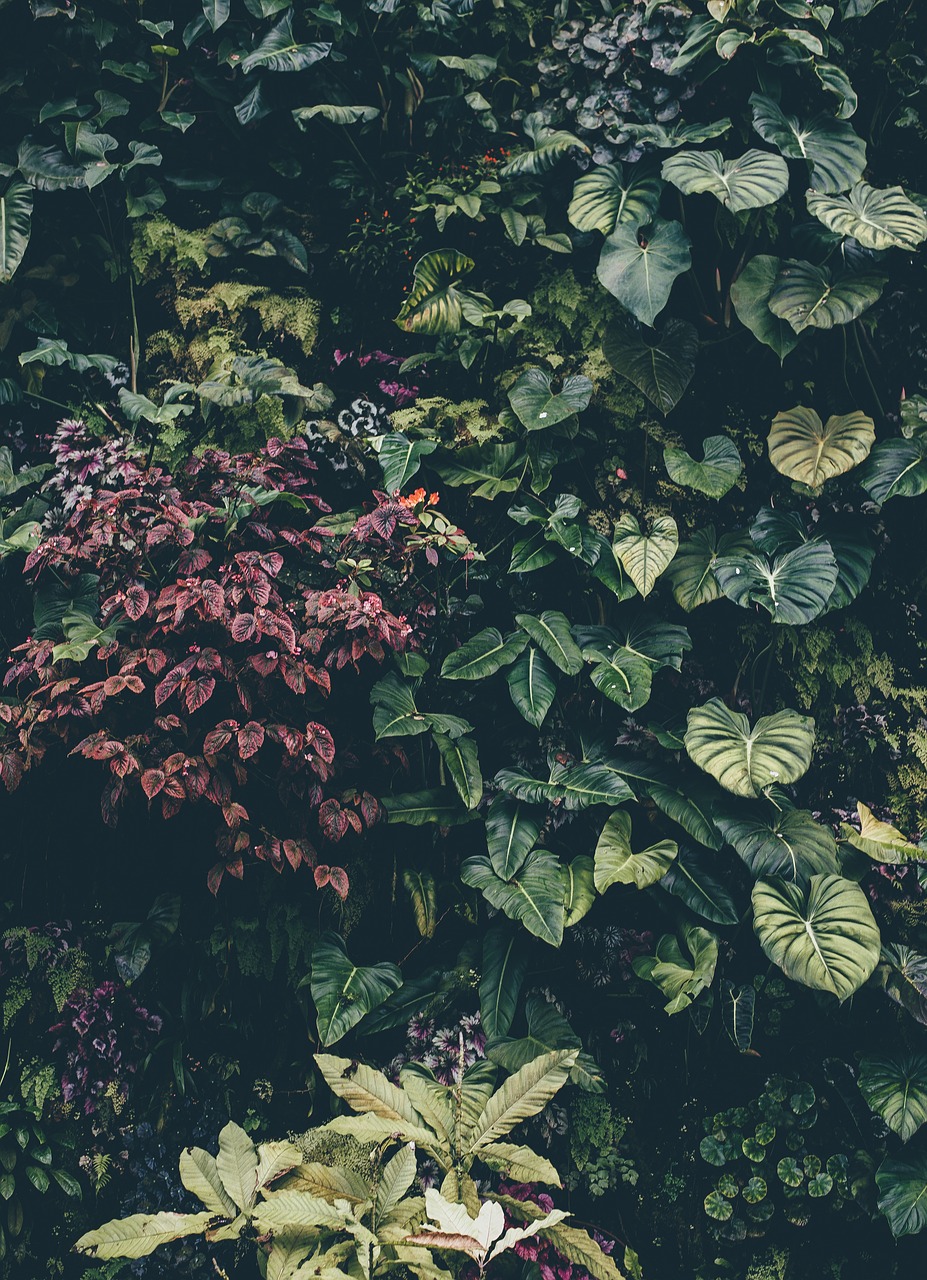 Image - botanical color decoration flora