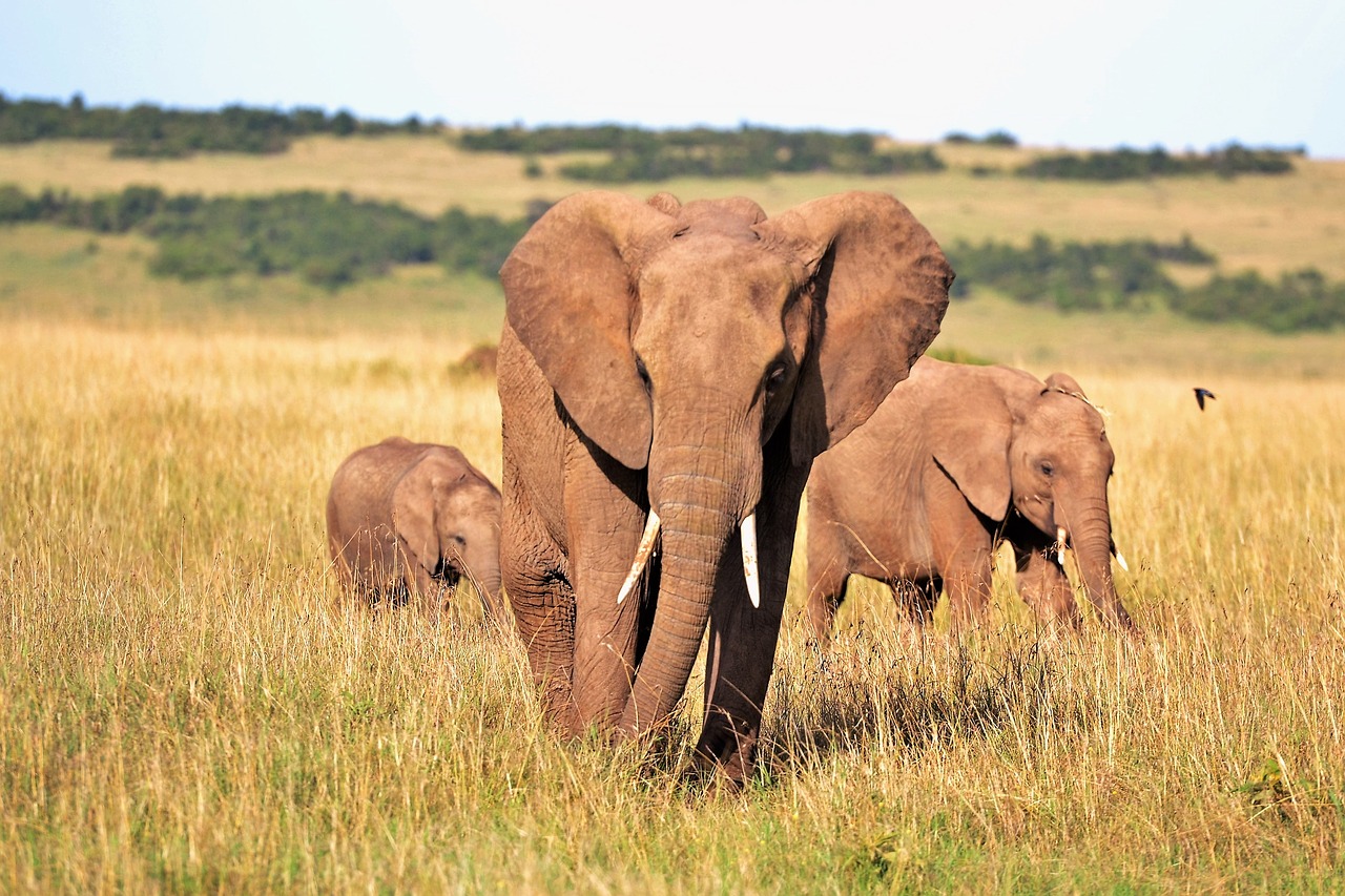 Image - animals elephant elephants kenya
