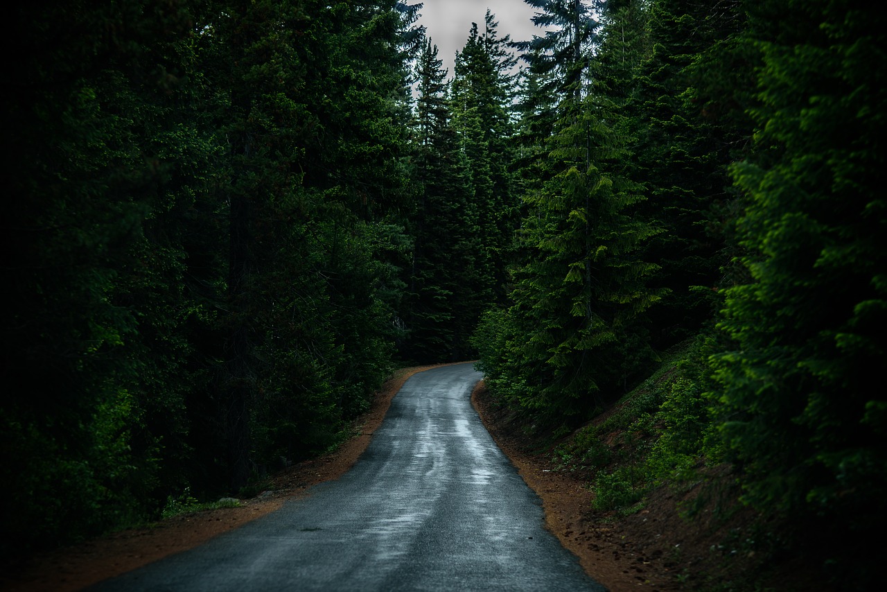 Image - conifer dawn evergreen fog