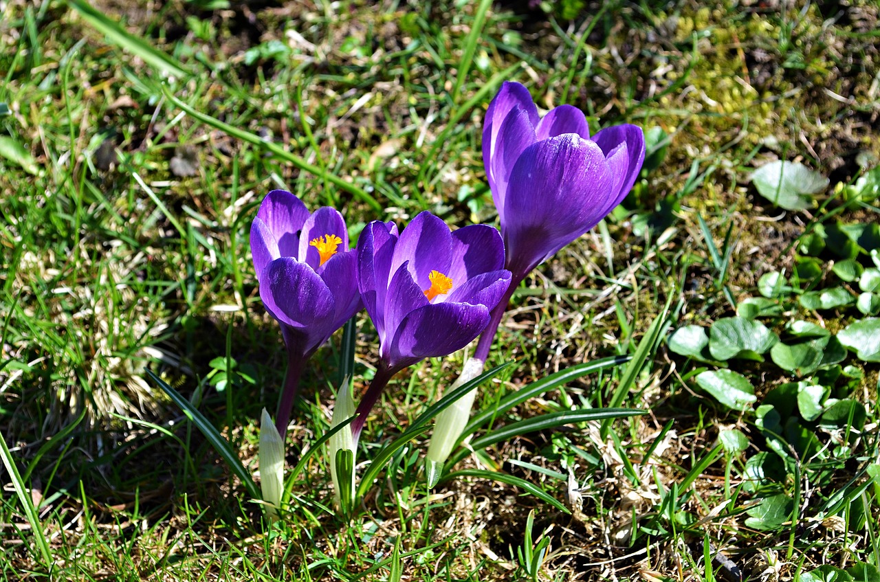 Image - crocus flowers spring blooming