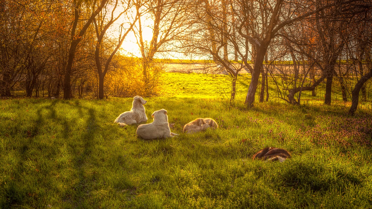 Image - animals dawn dogs grass nature