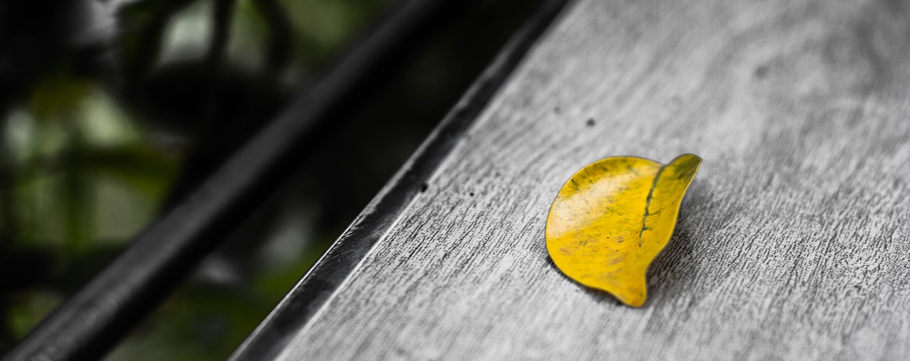 Image - alone art coffee leaves sun table