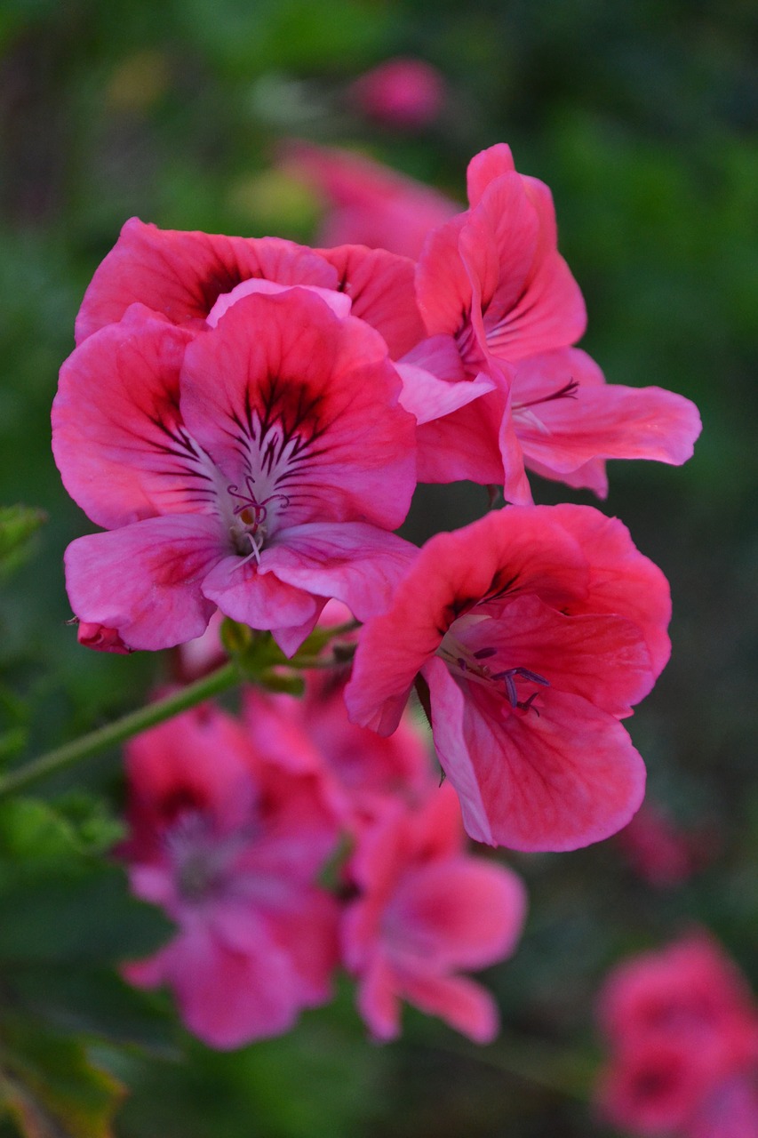 Image - beautiful beautiful flowers