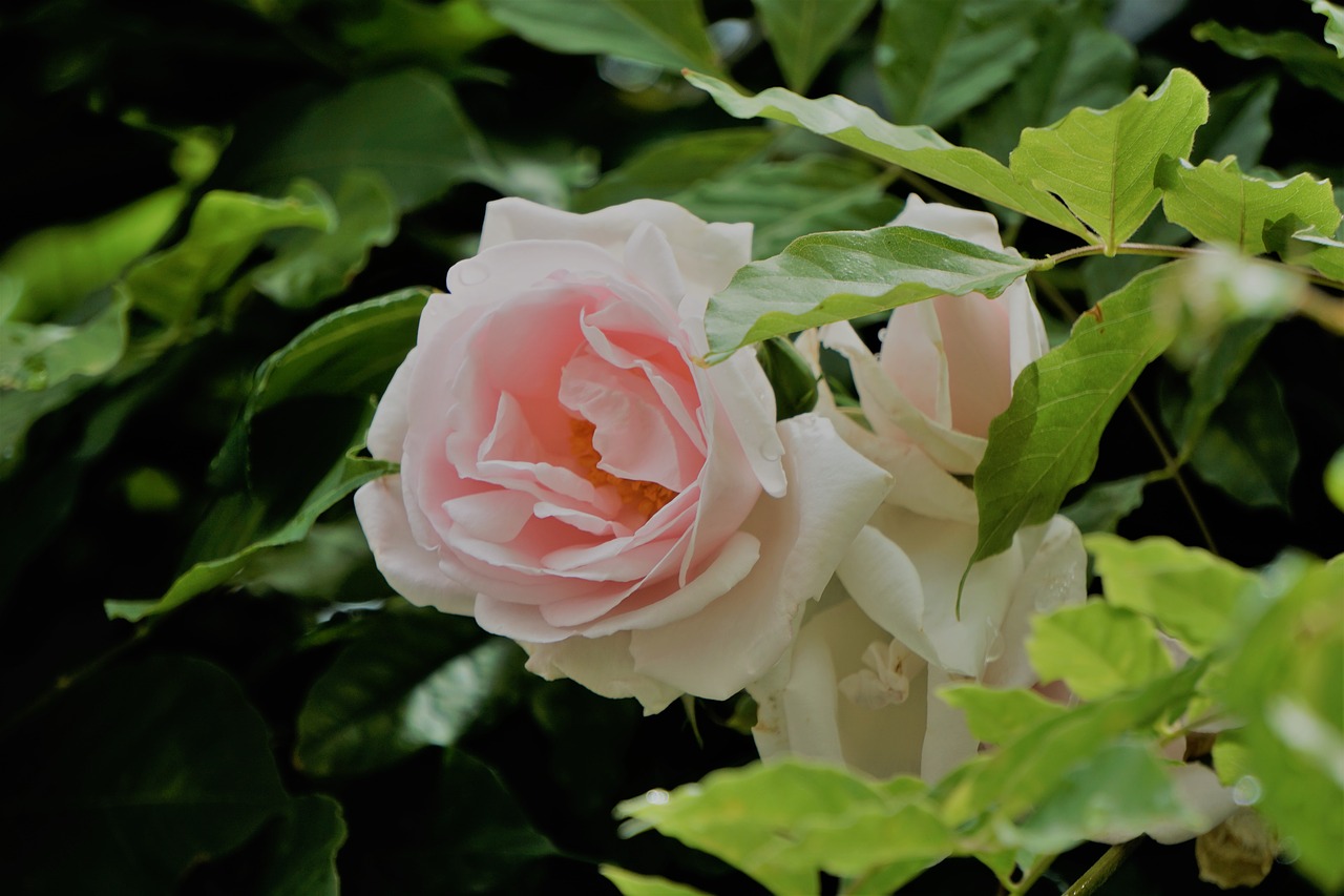 Image - blanche rose fleur flore la nature