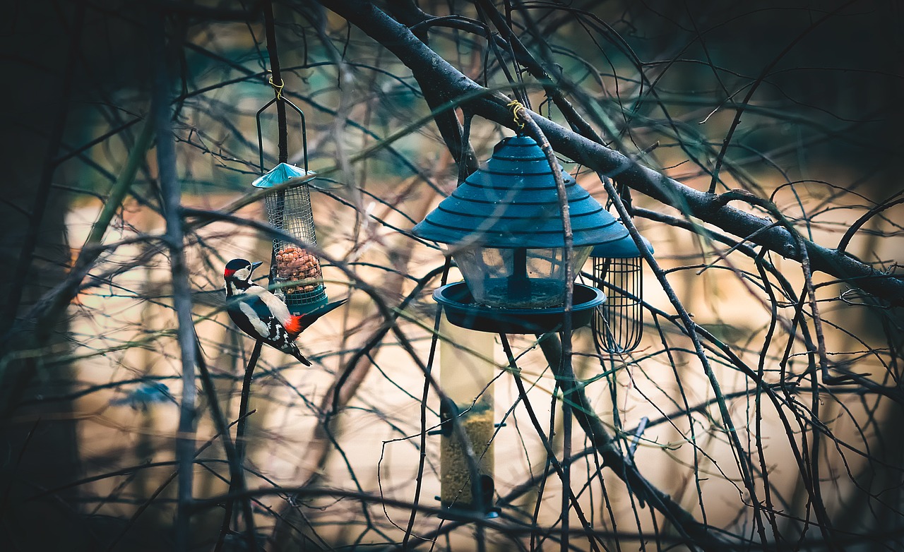 Image - animal autumn avian bird birdhouse