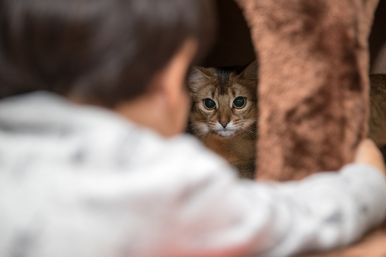 Image - animal baby bed cat curiosity