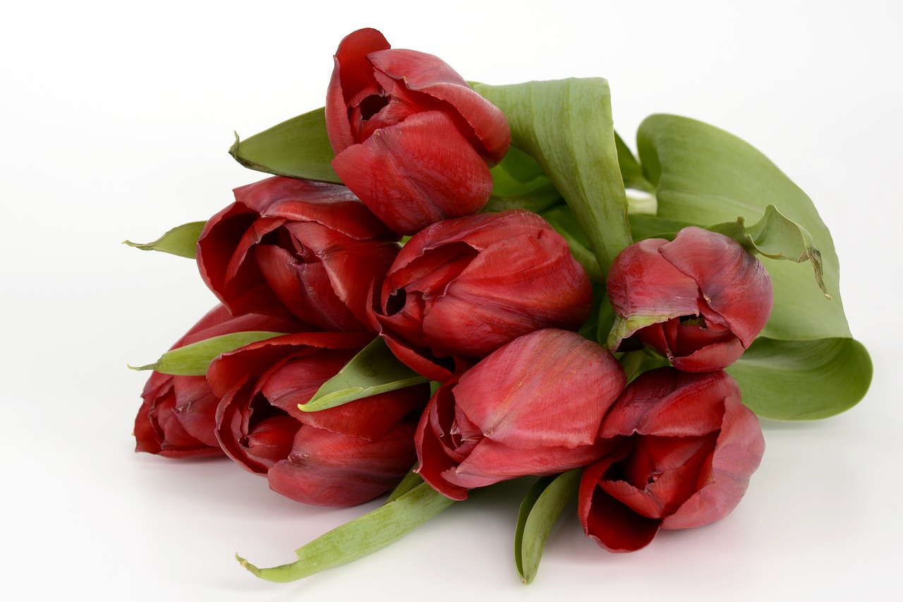 Image - tulips flowers leaves spring close