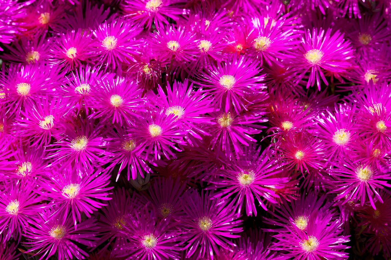 Image - background blossom color colorful