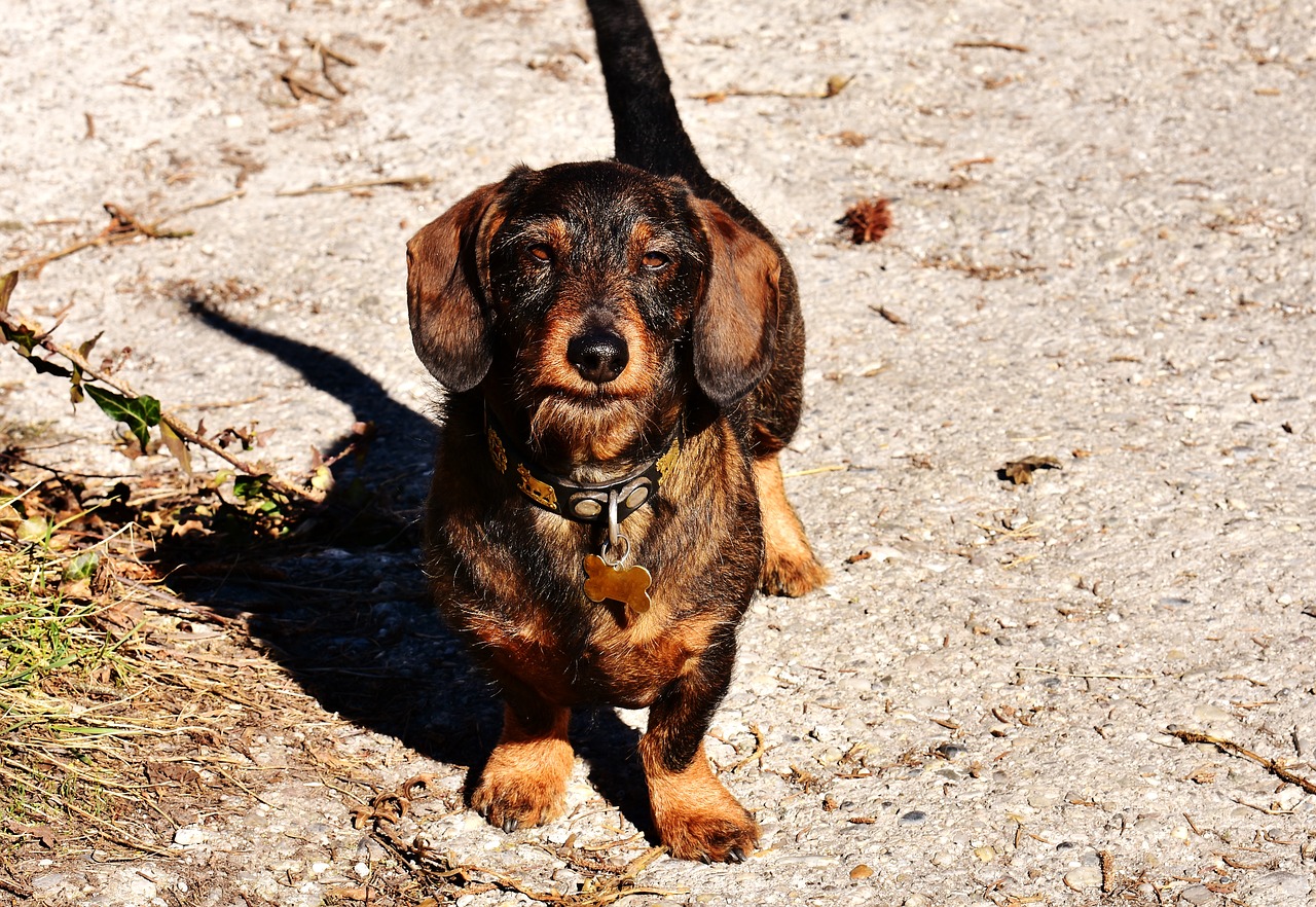 Image - rauhaardackel dog animal pet