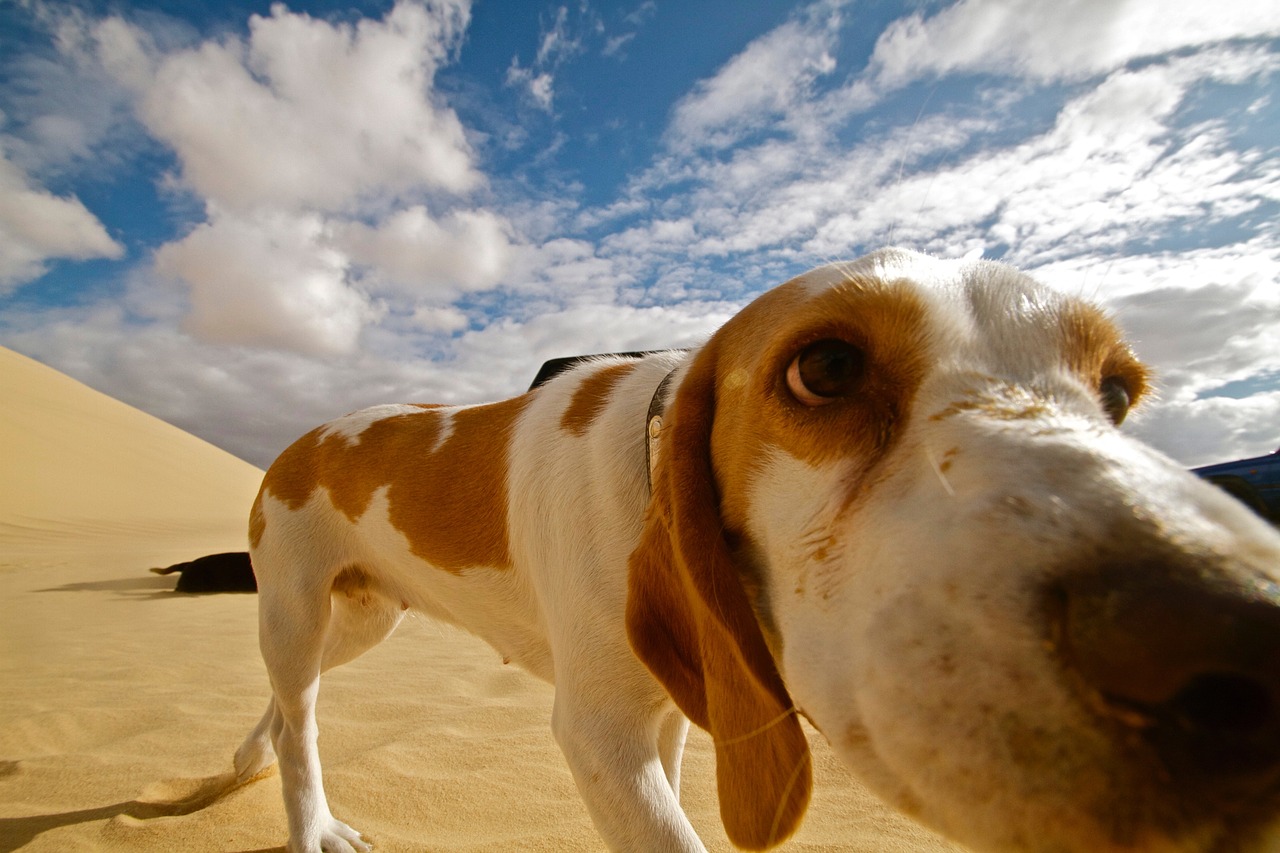 Image - dog desert animal nature pet sand