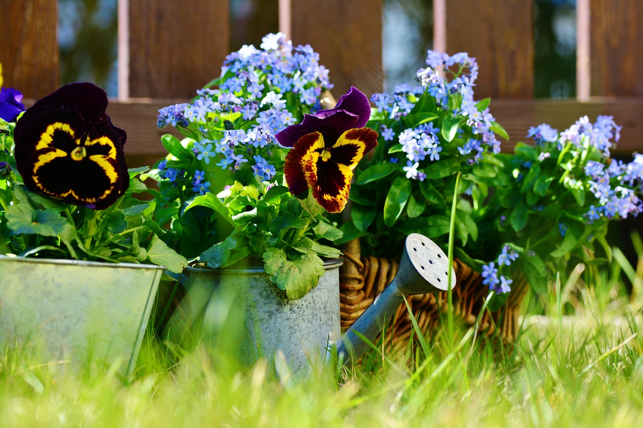 Image - garden flowers pansy forget me not