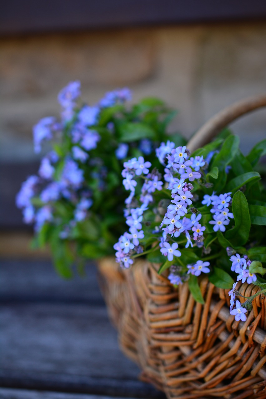 Image - forget me not flowers flower basket